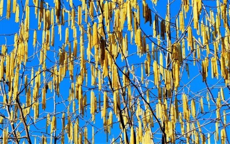 �������� ����������: 13 ��������, ������� ������ ��� ���