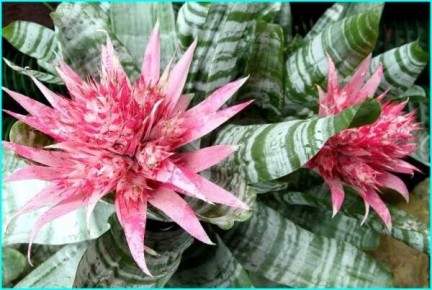 �����: ����������� ������, ������� ������� ����� � ��� ��������