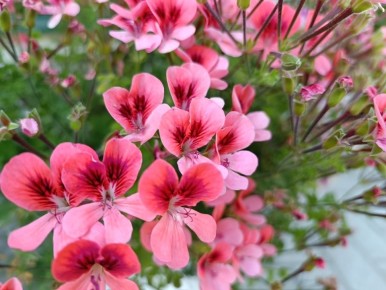 ��� ������� ������ ��������: ����������� ������ �� �����