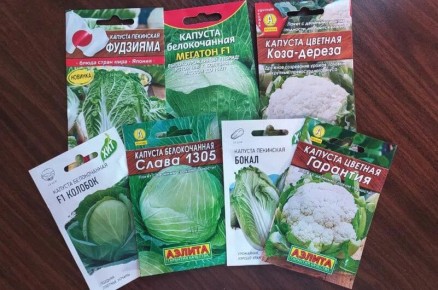 Как правильно посеять капусту на рассаду: три отличных метода