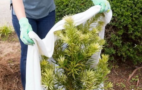 Как выбрать спанбонд: 10 полезных советов для огородников