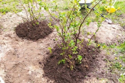 Как эффективно омолодить старые кусты черной смородины