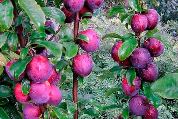 Слива Командор: секреты успешного выращивания и применения