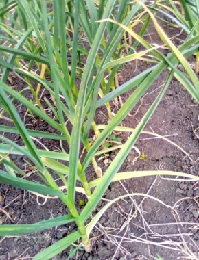 ��������� ������� ����� ������� �������: ��� ��������� ������� ������� � ������ ������