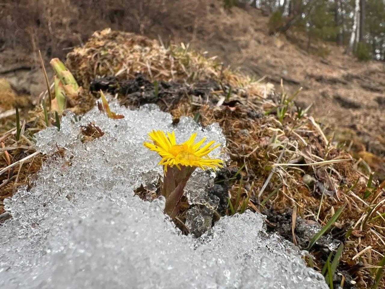 В Алтайском заповеднике появился первый цветок – 22 марта на берегах Телецкого зацвела мать-и-мачеха В Алтайском заповеднике появился первый цветок – 22 марта на берегах Телецкого зацвела мать-и-мачеха