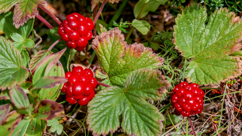 Княженика: секреты успешного выращивания этой северной ягоды
