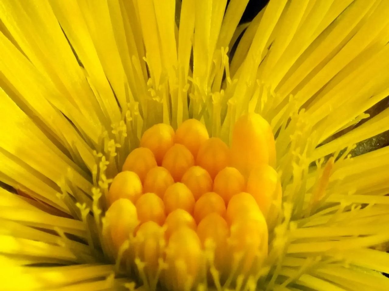 В Алтайском заповеднике появился первый цветок – 22 марта на берегах Телецкого зацвела мать-и-мачеха В Алтайском заповеднике появился первый цветок – 22 марта на берегах Телецкого зацвела мать-и-мачеха