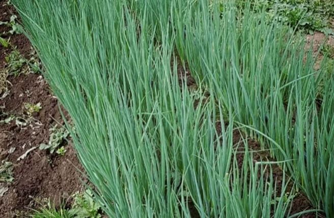 Как вырастить лук-батун в августе: полезные советы для вашего огорода