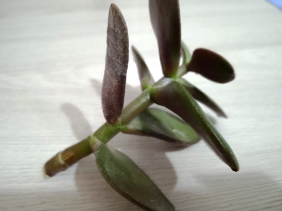 Как размножить толстянку: черенками или листиками – выбираем оптимальный способ