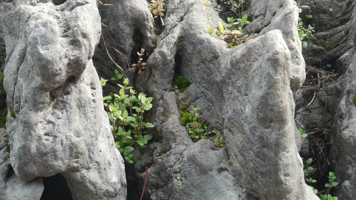 Искусство выбора камней для рокария
