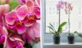 Топ-советы по выбору орхидей для вашего дома