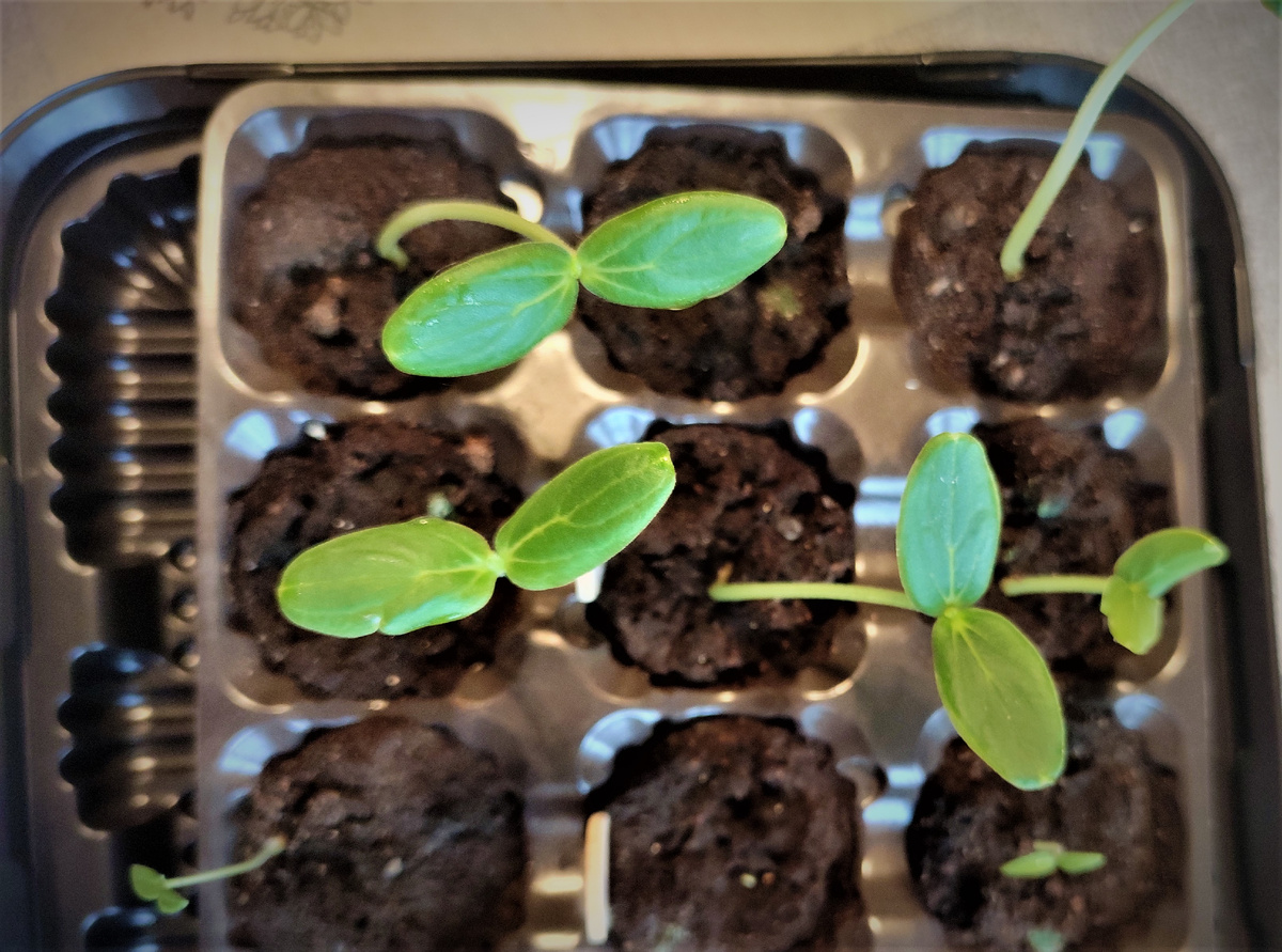 Что и когда сеять в феврале: советы для дачников