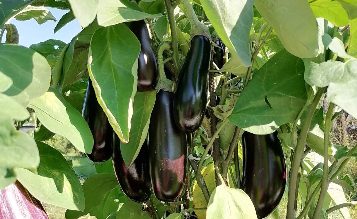 Как вырастить идеальные баклажаны: секреты успешного урожая