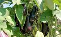 Как вырастить идеальные баклажаны: секреты успешного урожая