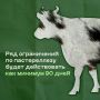 Несмотря на снятие карантина по пастереллезу ряд ограничений будет действовать в Республике Алтай как минимум 90 дней