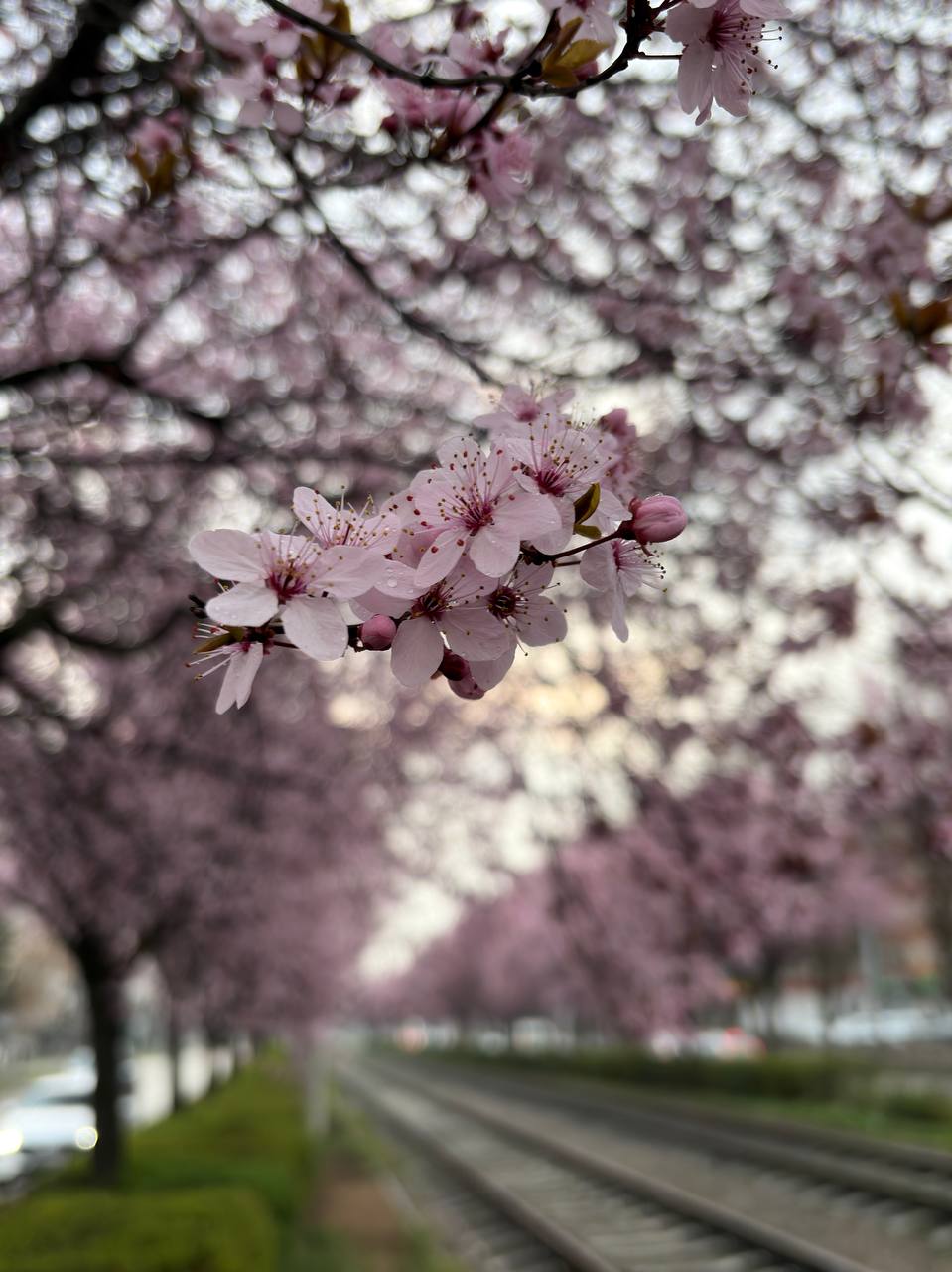 Весна в Краснодаре глазами нашей подписчицы Весна в Краснодаре глазами нашей подписчицы