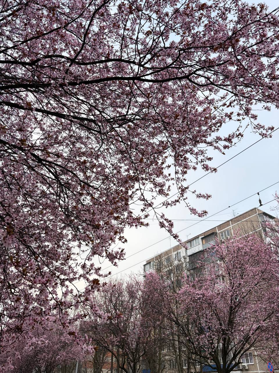 Весна в Краснодаре глазами нашей подписчицы Весна в Краснодаре глазами нашей подписчицы