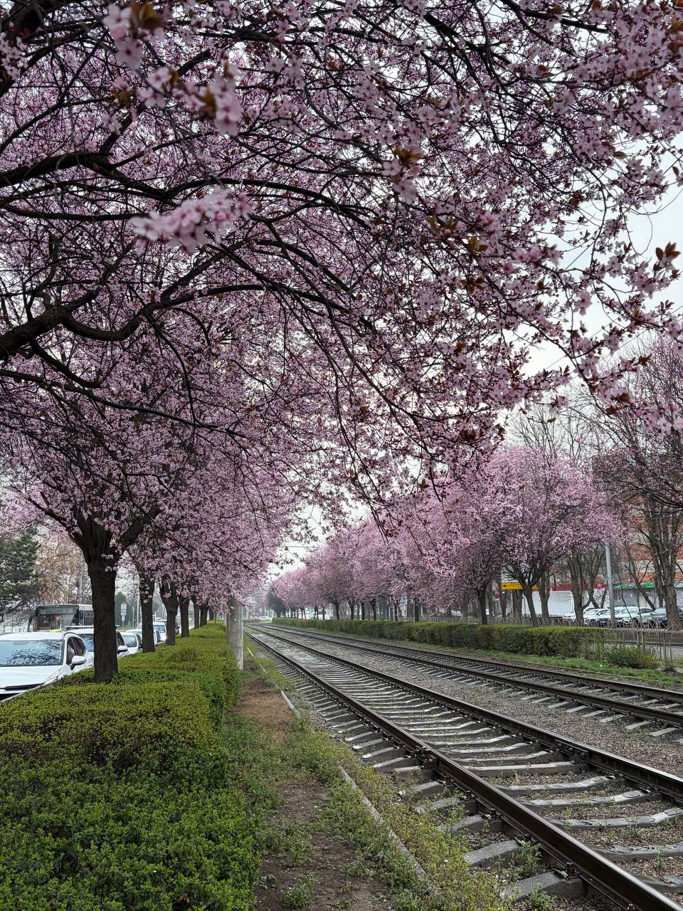 Весна в Краснодаре глазами нашей подписчицы Весна в Краснодаре глазами нашей подписчицы