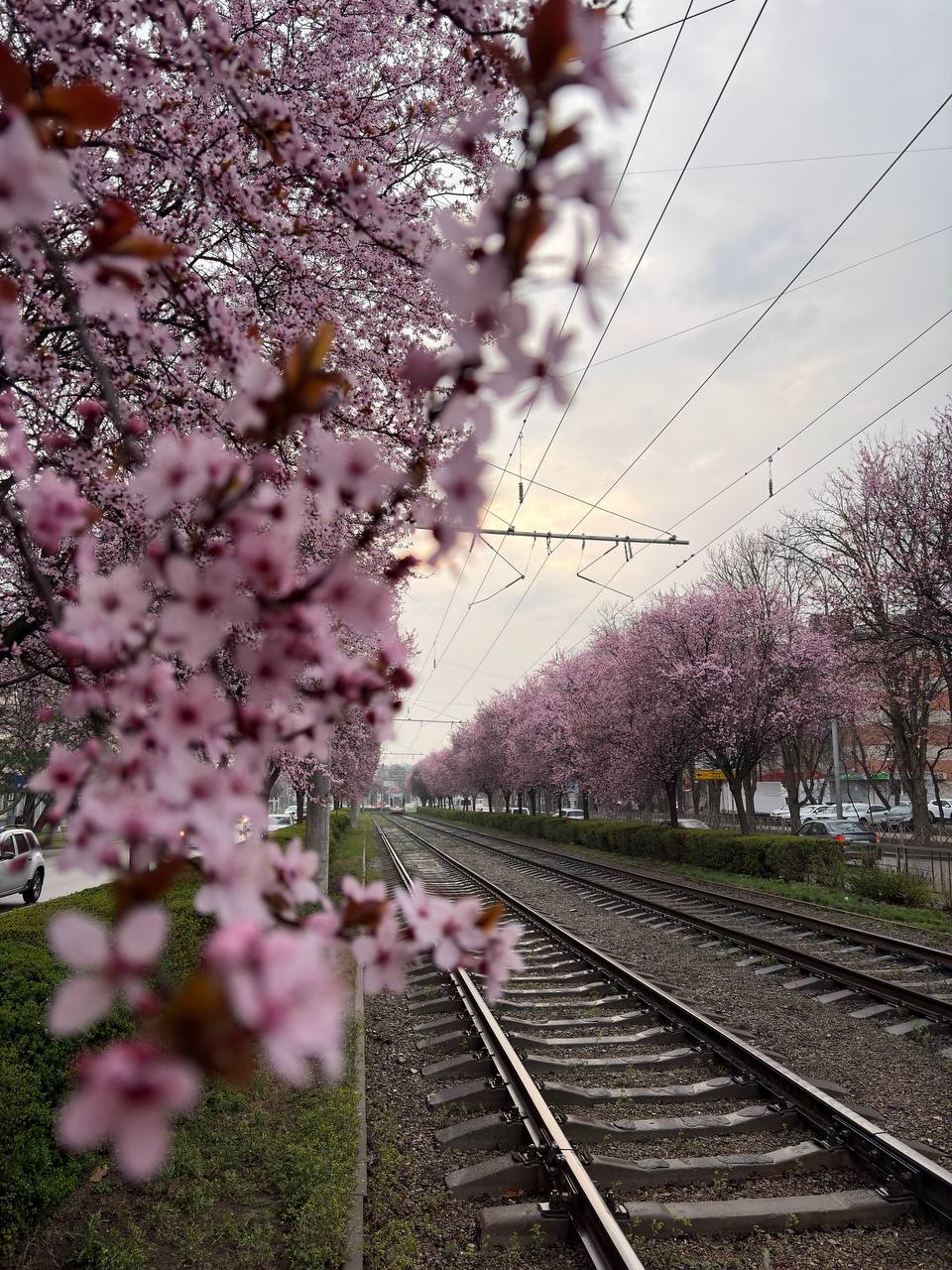 Весна в Краснодаре глазами нашей подписчицы Весна в Краснодаре глазами нашей подписчицы