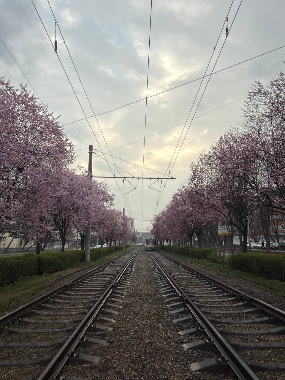 Весна в Краснодаре глазами нашей подписчицы