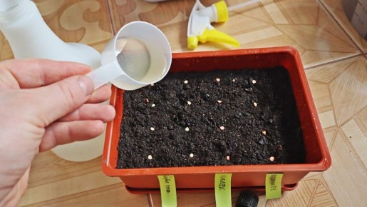 Секреты успешной посадки перца в феврале: подробный гид для огородников