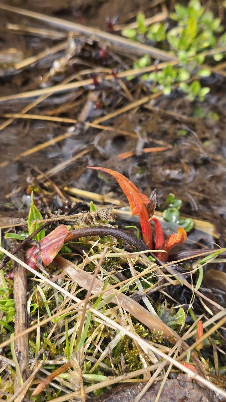 Весна семимильными шагами идёт к нам Весна семимильными шагами идёт к нам