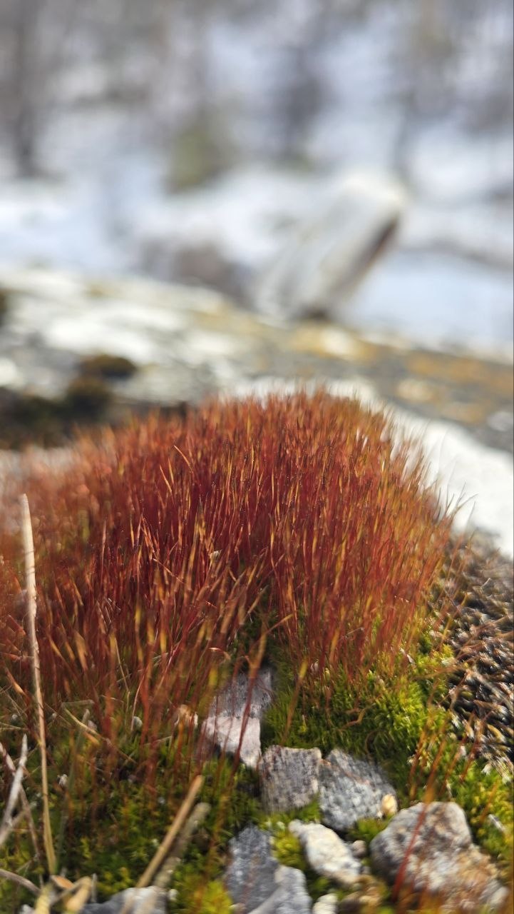 Весна семимильными шагами идёт к нам Весна семимильными шагами идёт к нам