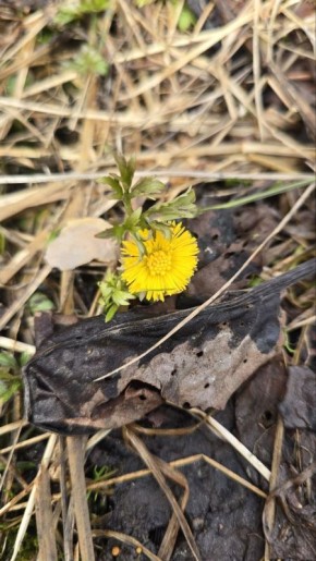 Весна семимильными шагами идёт к нам