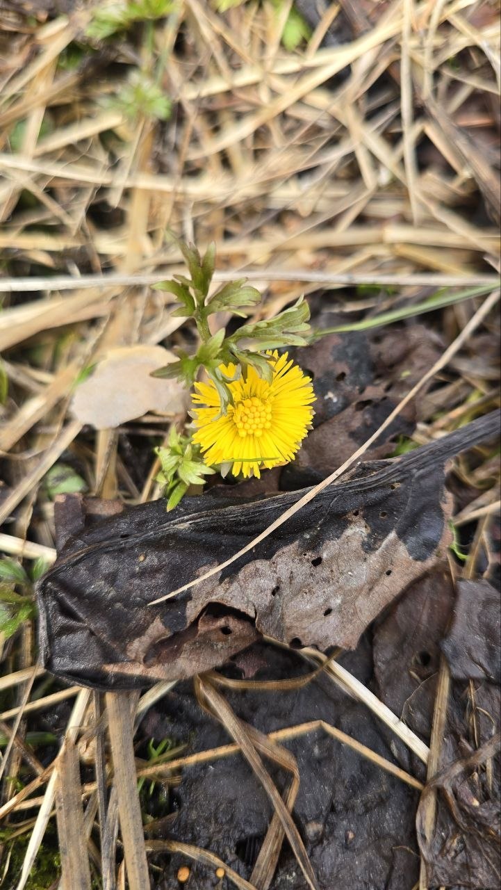 Весна семимильными шагами идёт к нам