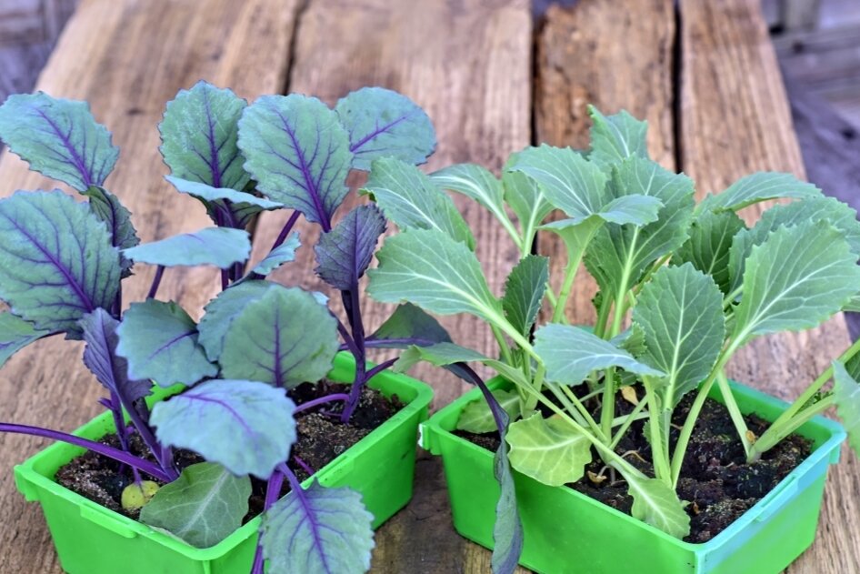 Как избежать распространенных проблем с рассадой капусты: советы и рекомендации