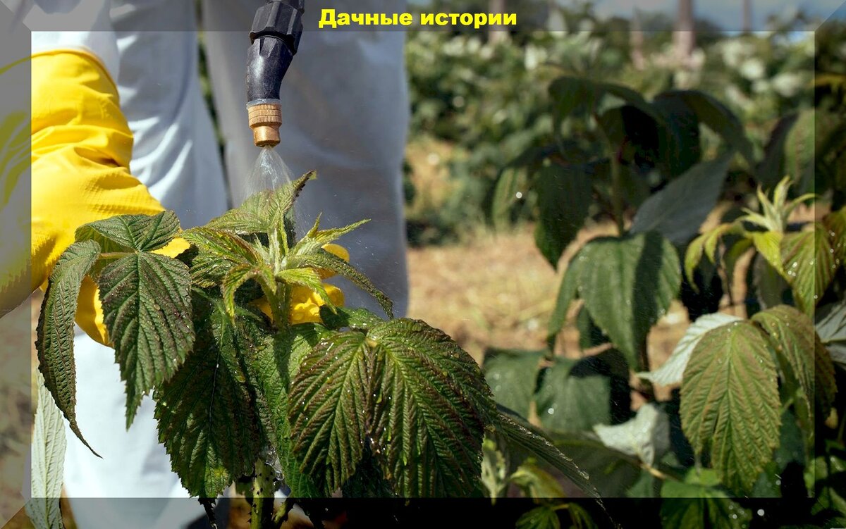 Грибы как защитники вашего огорода: польза боверии и метаризиума