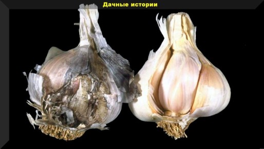 Ответы на самые популярные вопросы дачников: полезные советы для начинающих