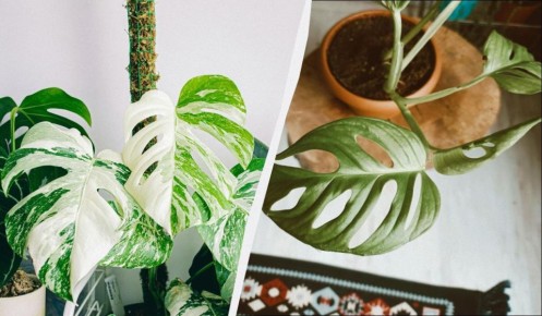 ������ �� ����� ����� �������� ����: ��� ������� ������