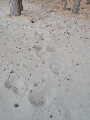 К вопросу о пробуждении медведей