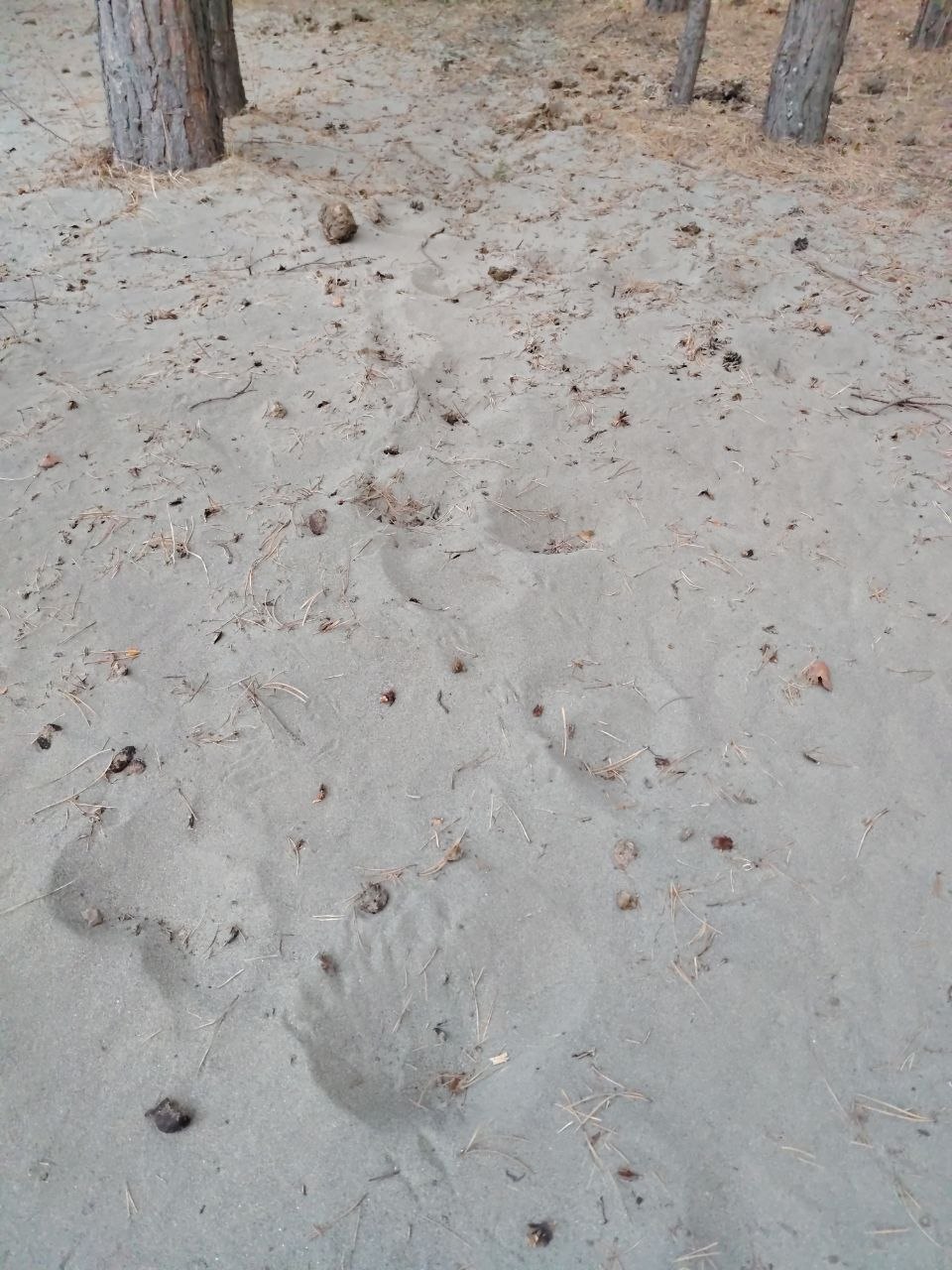 К вопросу о пробуждении медведей