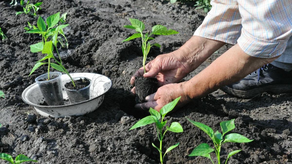 Как секретная смесь из рынка изменила мой урожай перцев