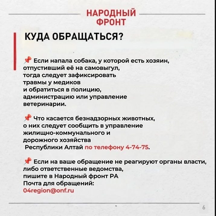 Бродячие собаки в Горно-Алтайске: как защитить себя и близких? Бродячие собаки в Горно-Алтайске: как защитить себя и близких?