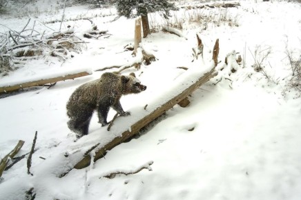 Медведи выходят из спячки. Сотрудники Алтайского государственного природного биосферного заповедника сообщили о начале выхода медведей из зимней спячки