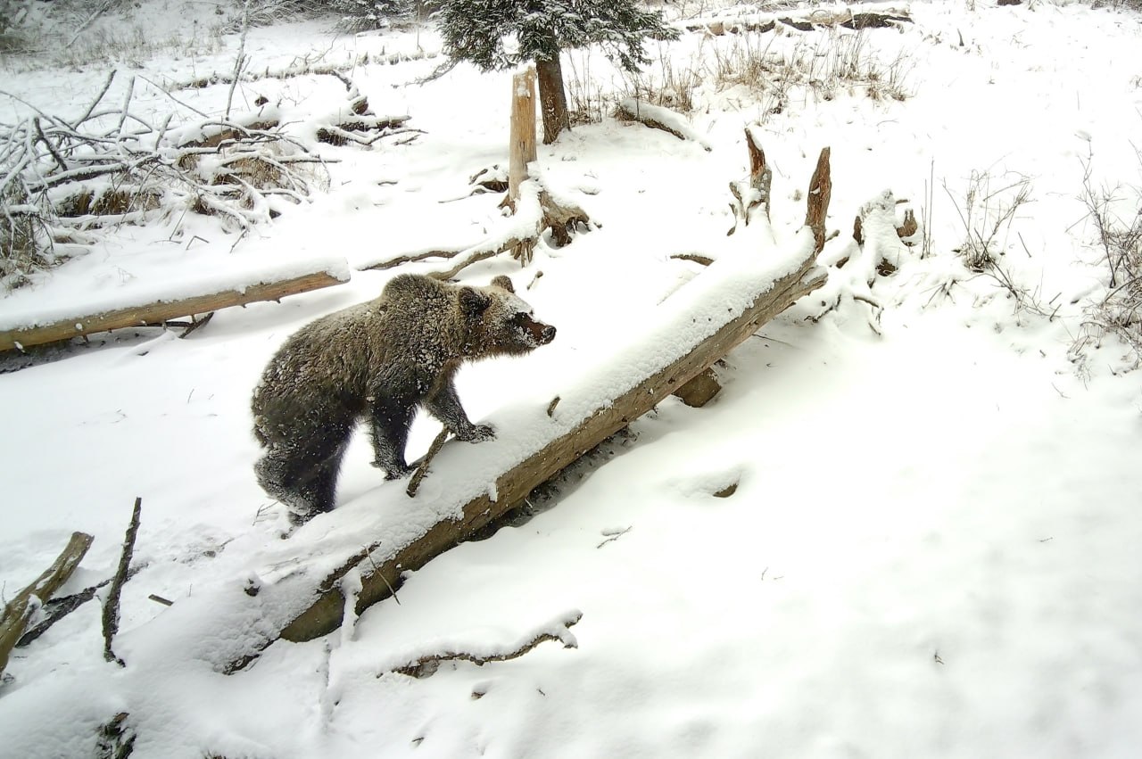 Медведи выходят из спячки. Сотрудники Алтайского государственного природного биосферного заповедника сообщили о начале выхода медведей из зимней спячки
