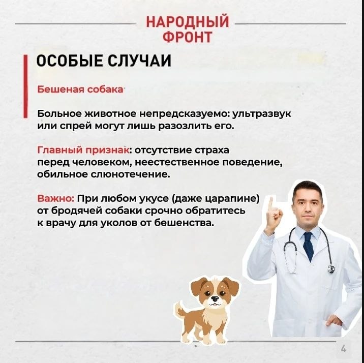 Бродячие собаки в Горно-Алтайске: как защитить себя и близких? Бродячие собаки в Горно-Алтайске: как защитить себя и близких?