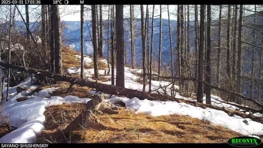 ��� ��� ����������� ���� � �����