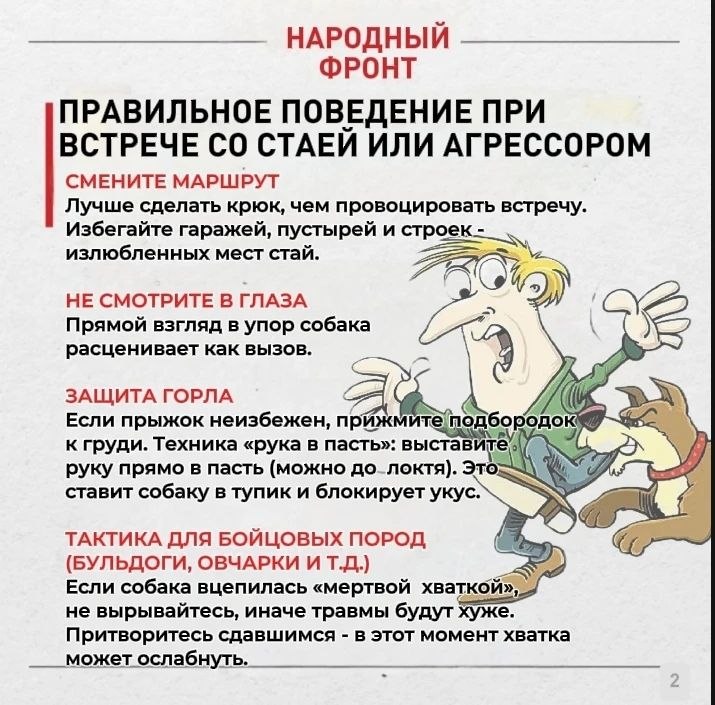Бродячие собаки в Горно-Алтайске: как защитить себя и близких? Бродячие собаки в Горно-Алтайске: как защитить себя и близких?