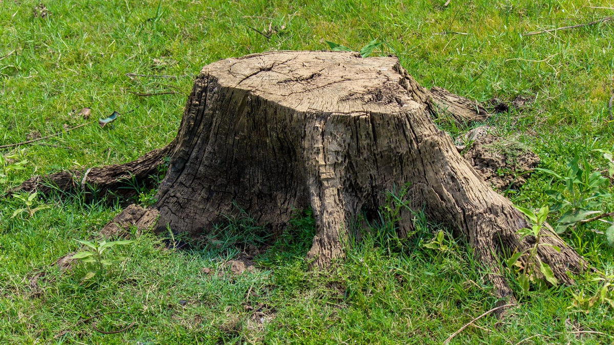 Как избавиться от пней на участке: китайские секреты и альтернативные методы