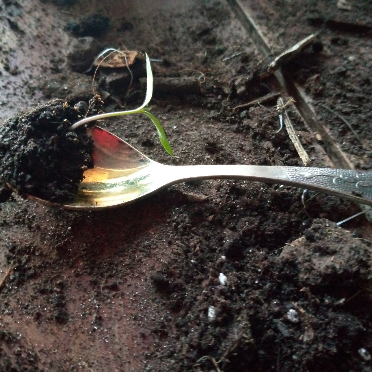 Как правильно пикировать рассаду: советы агрономов для начинающих