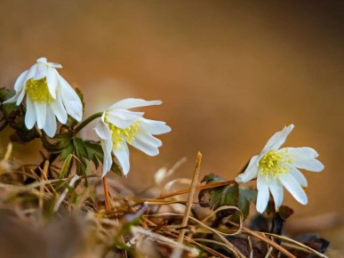 На берегах Телецкого весны все больше – расцвела ветреница алтайская