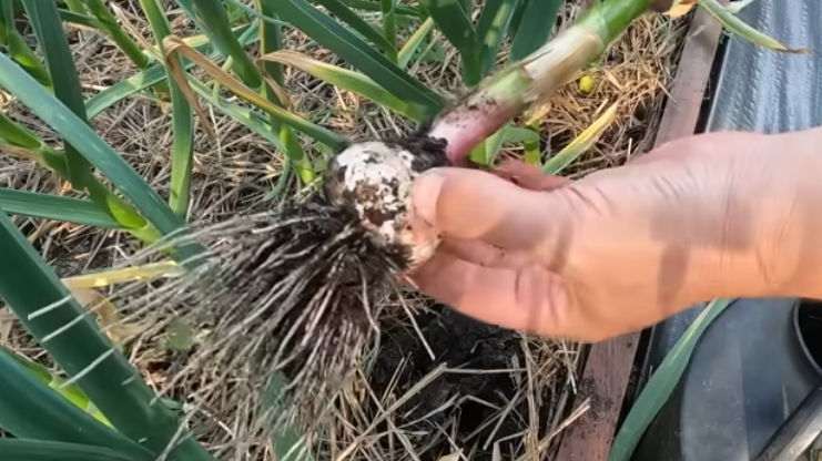 Как подготовить грядку под озимый чеснок: белорусский метод с гарантией результата