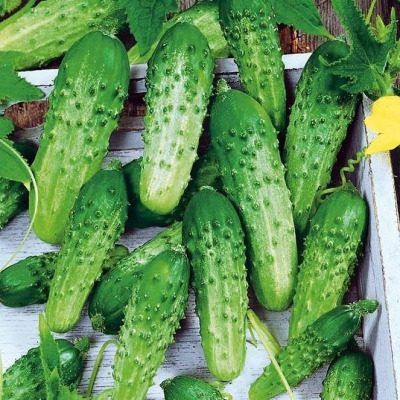 Огурец Троя: ранний гибрид с хрустящими плодами для любого грунта