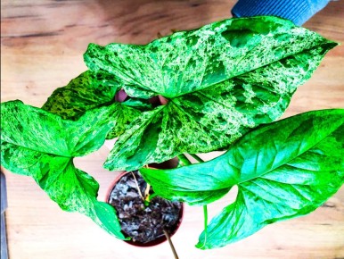 ����������� ������ ����������� ��������: ��� ������� ������ ���� �� ������