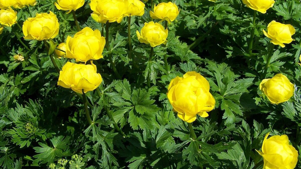 Купальница: яркое украшение садов для настоящих эстетов