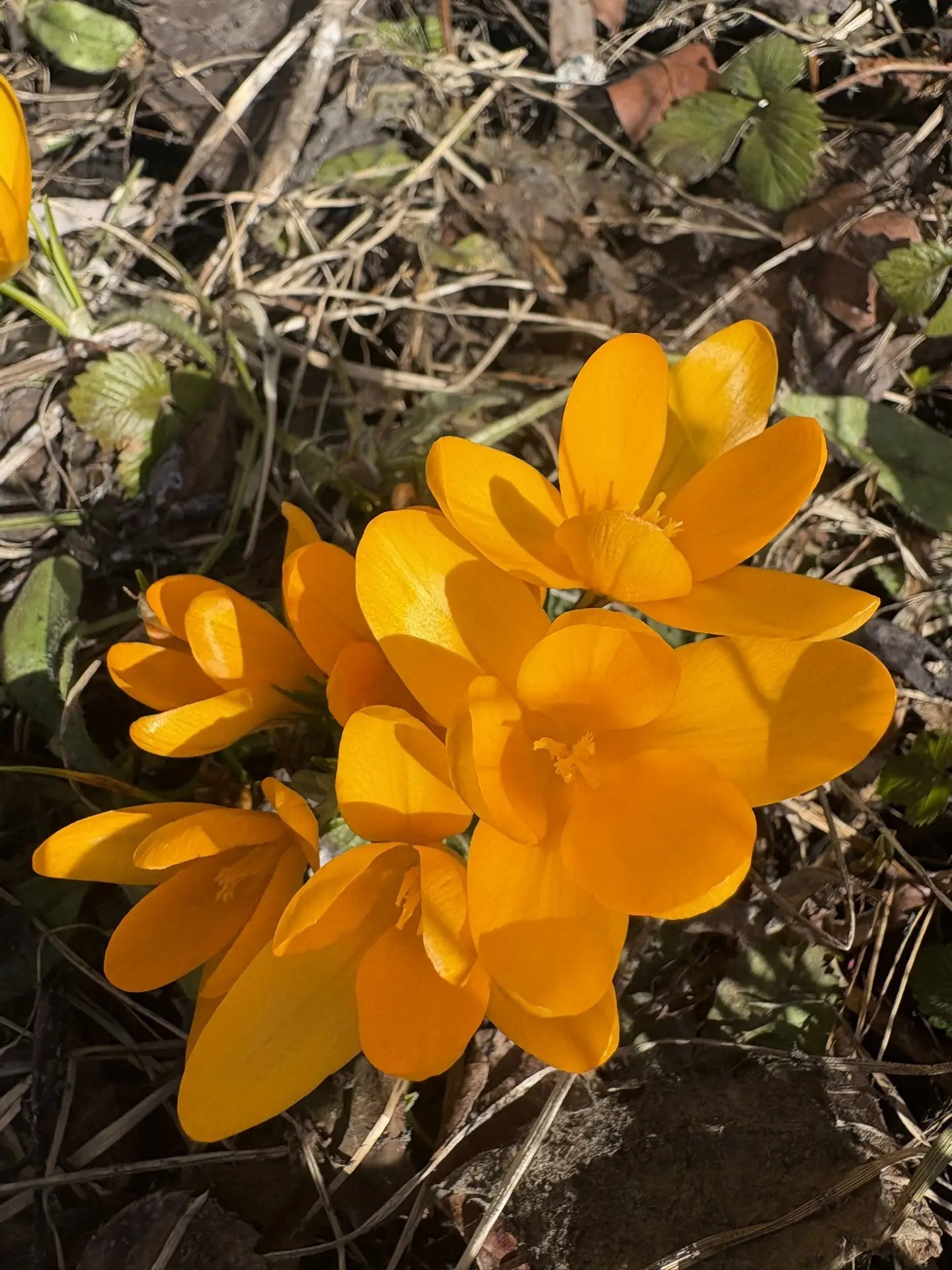 Ещё не зелень, но уже не снег Ещё не зелень, но уже не снег